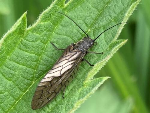 Sialis sp.